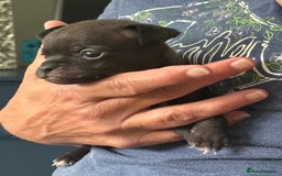 Pug dogs for sale: 2 beautiful babies - Image 3