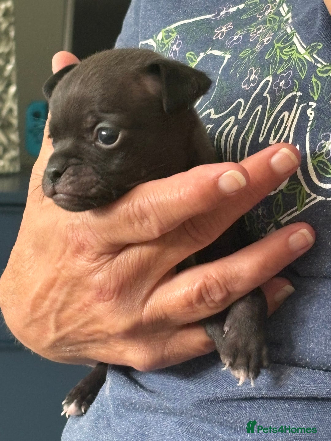 Pug dogs for sale: 2 beautiful babies - Image 3
