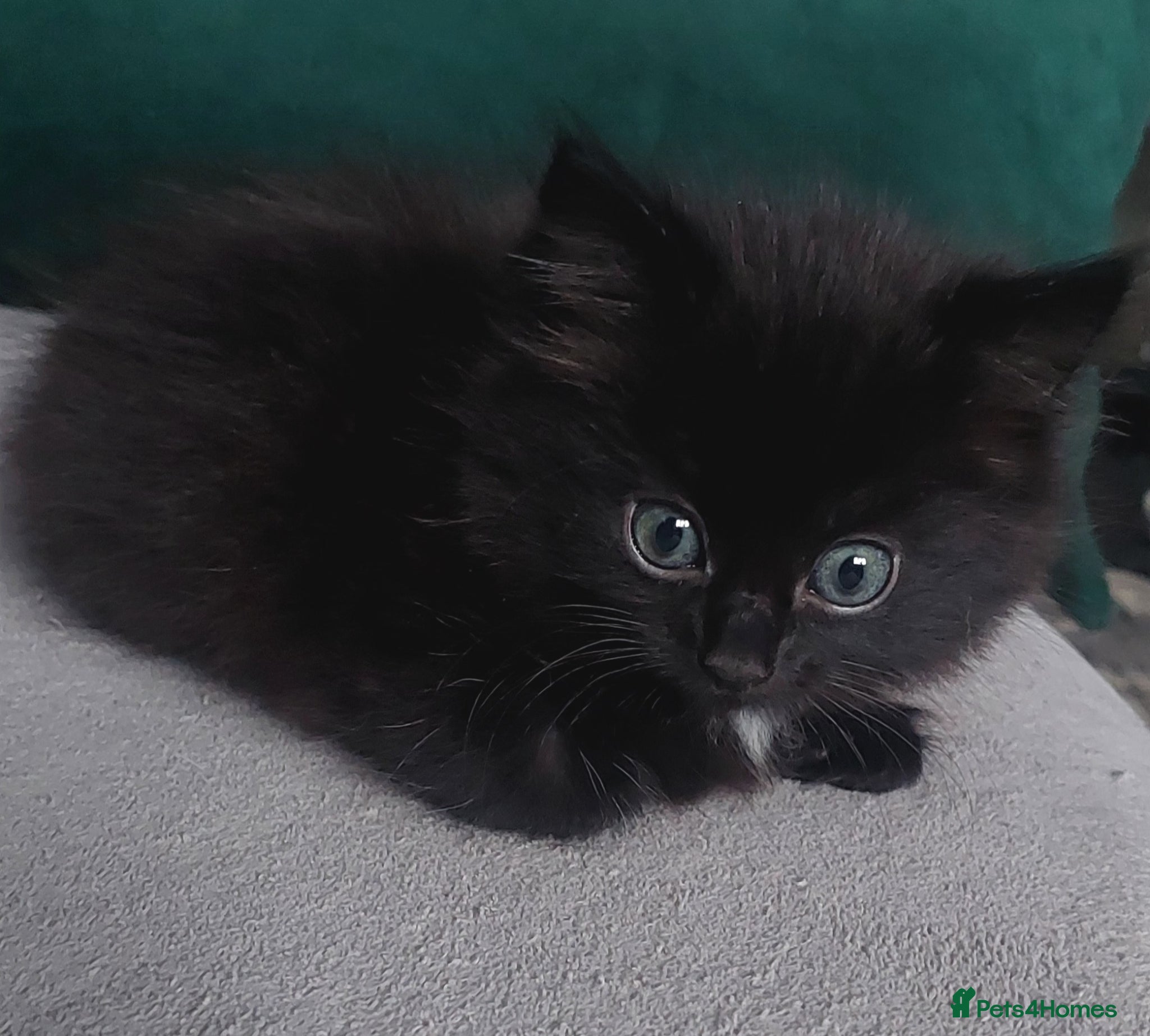 Mixed Breed cats Black fluffy girl - Advert 1