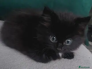 Mixed Breed cats Black fluffy girl - Advert 1