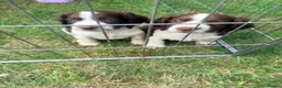 English Springer Spaniel dogs for sale: Last little Girl looking for loving home - Advert 5