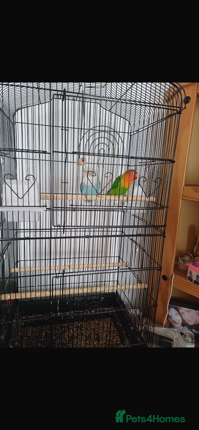 Lovebirds birds Lovebirds - Advert 1