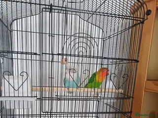 Lovebirds birds Lovebirds - Advert 1