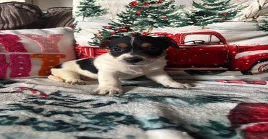 Parson Russell dogs Gorgeous Parson x Jack Russell’s  - Advert 9