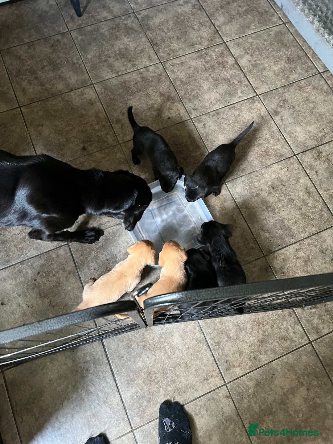 Labrador Retriever dogs for sale: Gorgeous Labrador puppies.  - Image 2