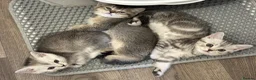 British Shorthair cats for sale: British Shorthair Kittens  - Advert 8