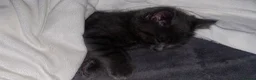 Ragdoll cats for sale: 10 week old, male, Ragdoll x Bengal  - Advert 7