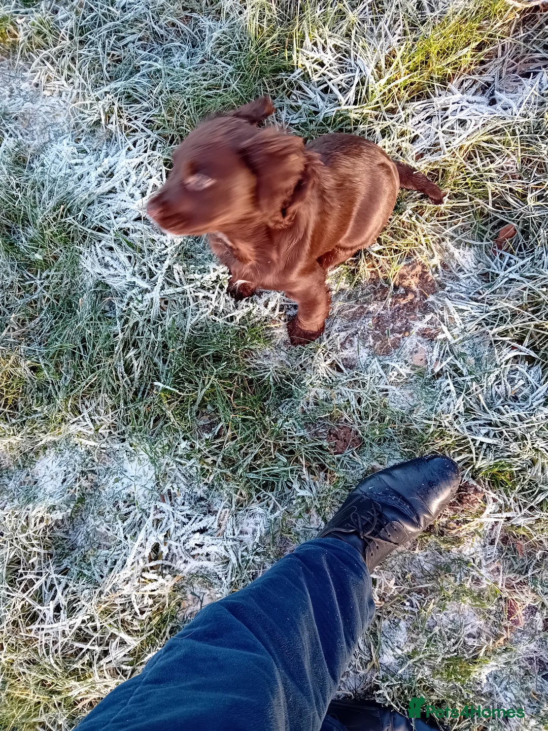 Cocker Spaniel dogs for sale: Cocker spaniel dog pup - Advert 6