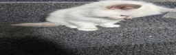 Ragdoll cats for sale: 3 big male  - Advert 5