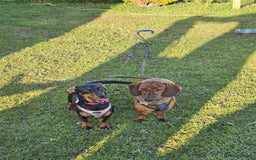 Dachshund dogs for sale: Dachshund Siblings  - Image 2