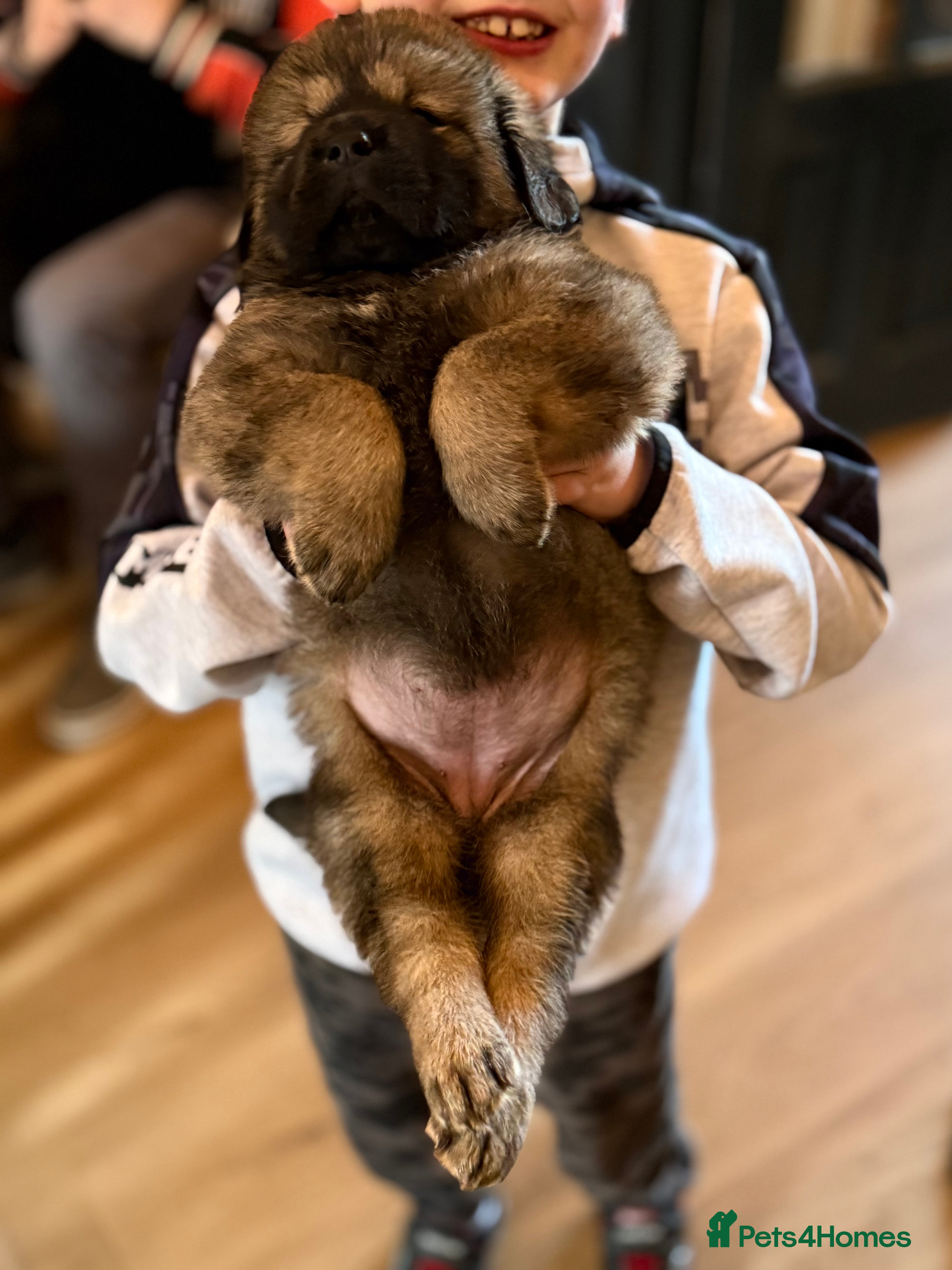 Tibetan Mastiff dogs Giant Tibetan mastiffs puppies!!   - Advert 1