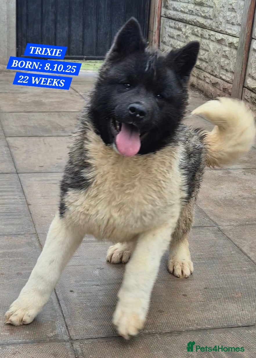 Akita dogs AMERICAN AKITA FEMALES BLACK MASK BEARS - Advert 4