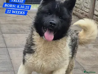 Akita dogs AMERICAN AKITA FEMALES BLACK MASK BEARS - Advert 4