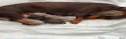 Miniature Dachshund dogs for sale: MINIATURE DACHSHUND PUPPIES FOR SALE - Advert 12