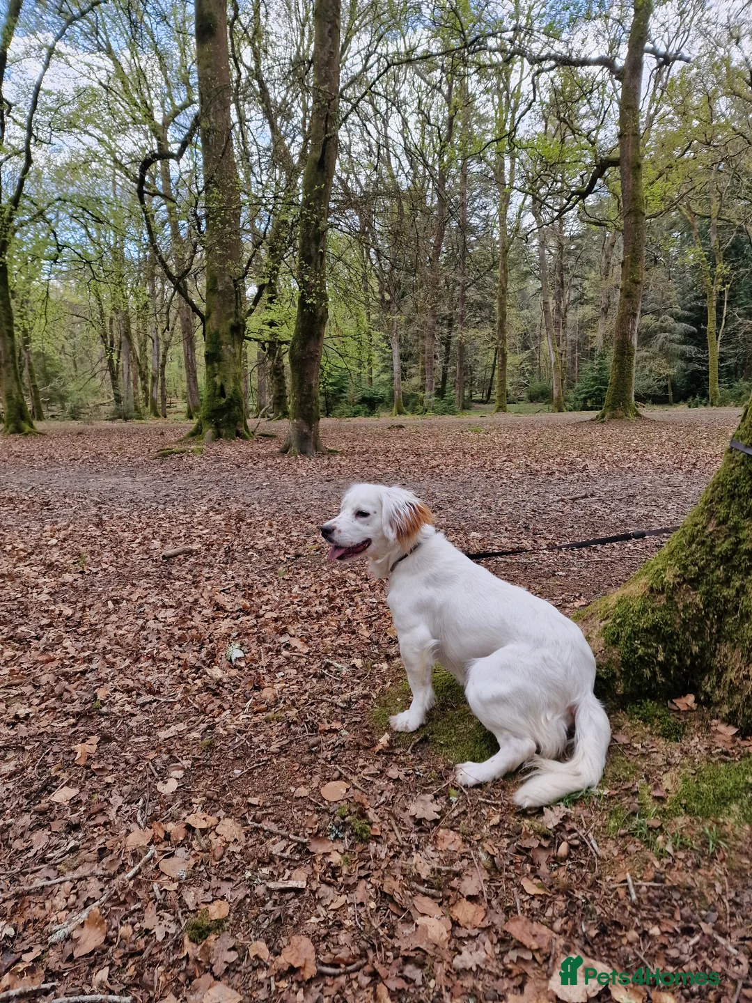 Mixed Breed dogs for sale: Cocker x French bulldog 10 months old - Advert 5
