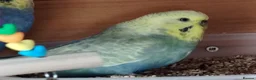 Budgerigars birds for sale: FREE TO KNOWLEDGE HOME 5 VARIOUS COLOURED BUDGIES in Scarborough - Advert 6