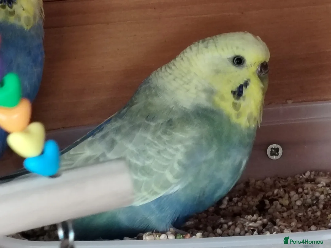 Budgerigars birds for sale: FREE TO KNOWLEDGE HOME 5 VARIOUS COLOURED BUDGIES in Scarborough - Advert 6