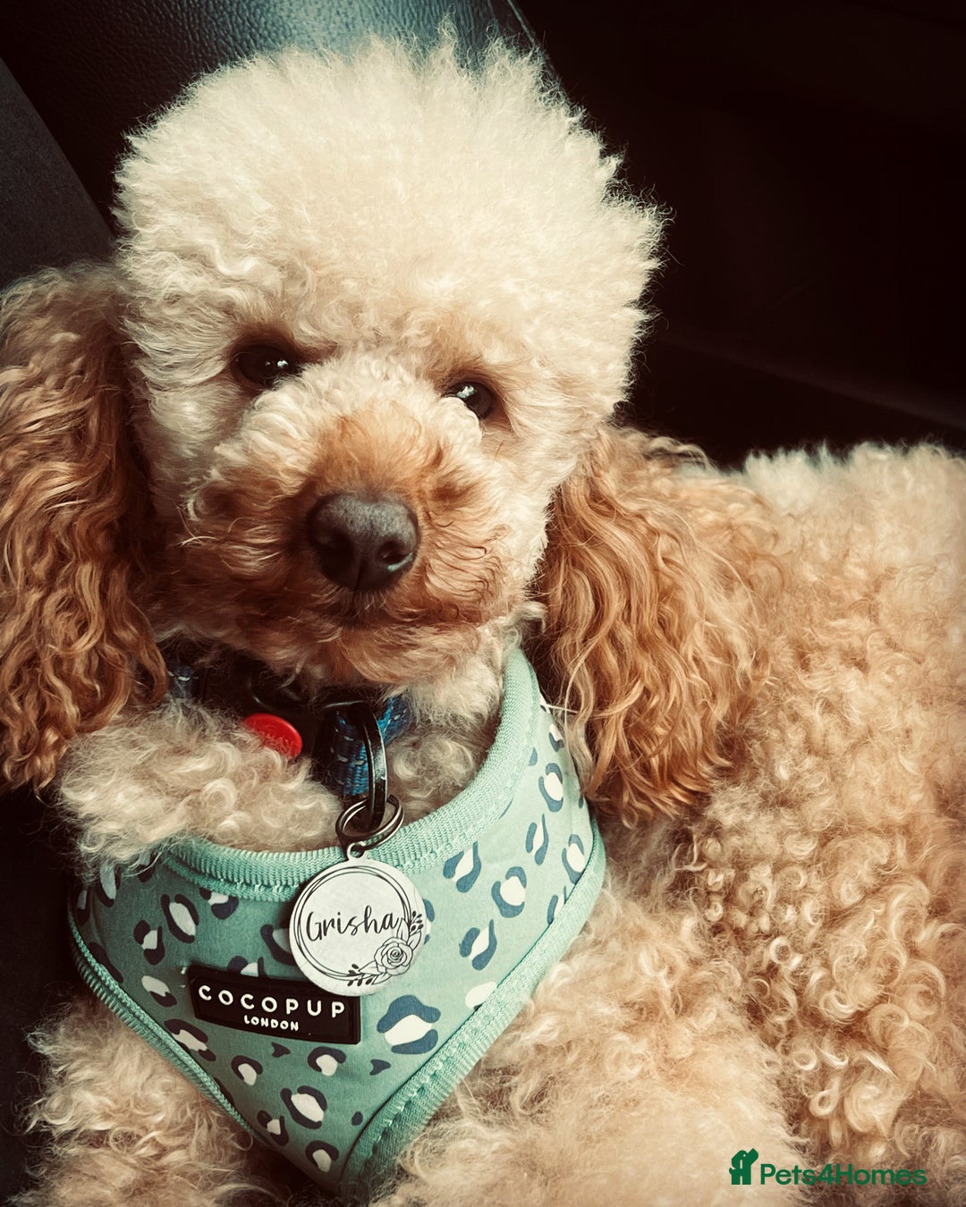 Miniature Poodle dogs for stud: 🇷🇺 Russian import kc reg poodle 🇷🇺  in Newcastle - Advert 3