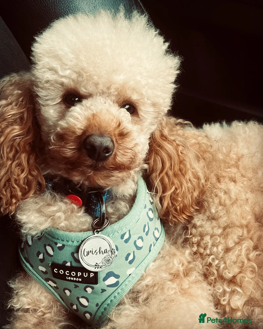 Miniature Poodle dogs for stud: 🇷🇺 Russian import kc reg poodle 🇷🇺  in Newcastle - Advert 3