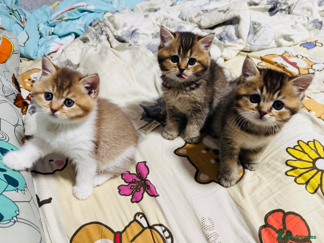 British Shorthair cats for sale: British shorthair - Advert 1