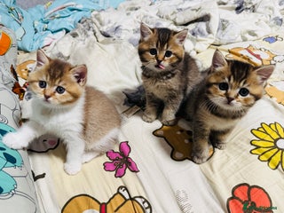 British Shorthair cats British shorthair - Advert 2