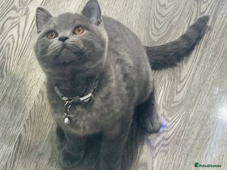 British Shorthair cats Beautiful Blue Chunky British Shorthair Girl! - Advert 4