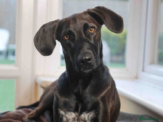 Mixed Breed dogs for adoption: Pretty Pretzel - Advert 1