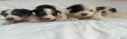Jack Russell dogs for sale: Miniature jack Russle puppies - Advert 3