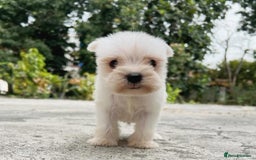 Miniature Schnauzer dogs for sale: Purebred Miniature Schnauzer Puppies - Image 4