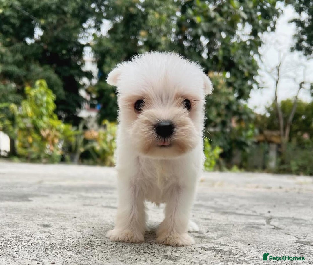 Miniature Schnauzer dogs for sale: Purebred Miniature Schnauzer Puppies - Image 4
