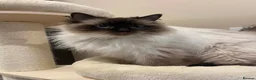 Ragdoll cats for sale: Adorable Pedigree Ragdoll Kittens - Advert 11