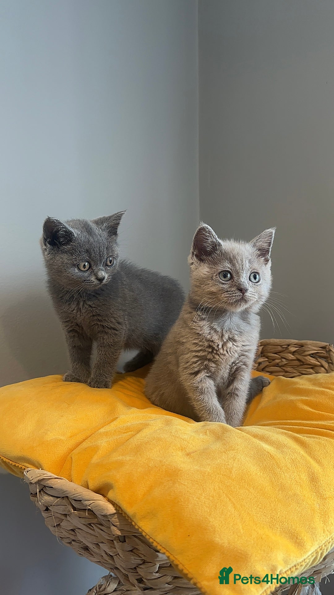 Scottish Fold cats for sale: Cute Scottish kittens READY to go  - Image 15