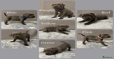 Staffordshire Bull Terrier dogs Blue Staffordshire Bull Terrier puppies for sale - Advert 9
