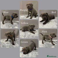 Staffordshire Bull Terrier dogs Blue Staffordshire Bull Terrier puppies for sale - Advert 9