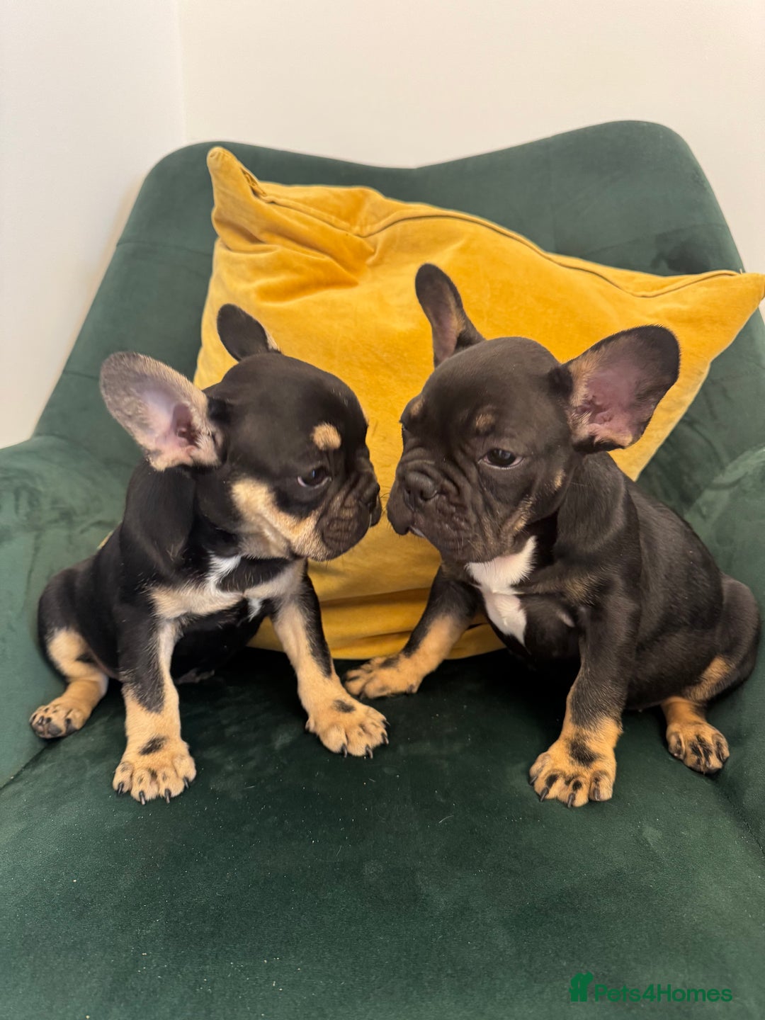 French Bulldog dogs for sale:  REDUCED, 1 GIRL LEFT French bulldog puppies  - Image 3