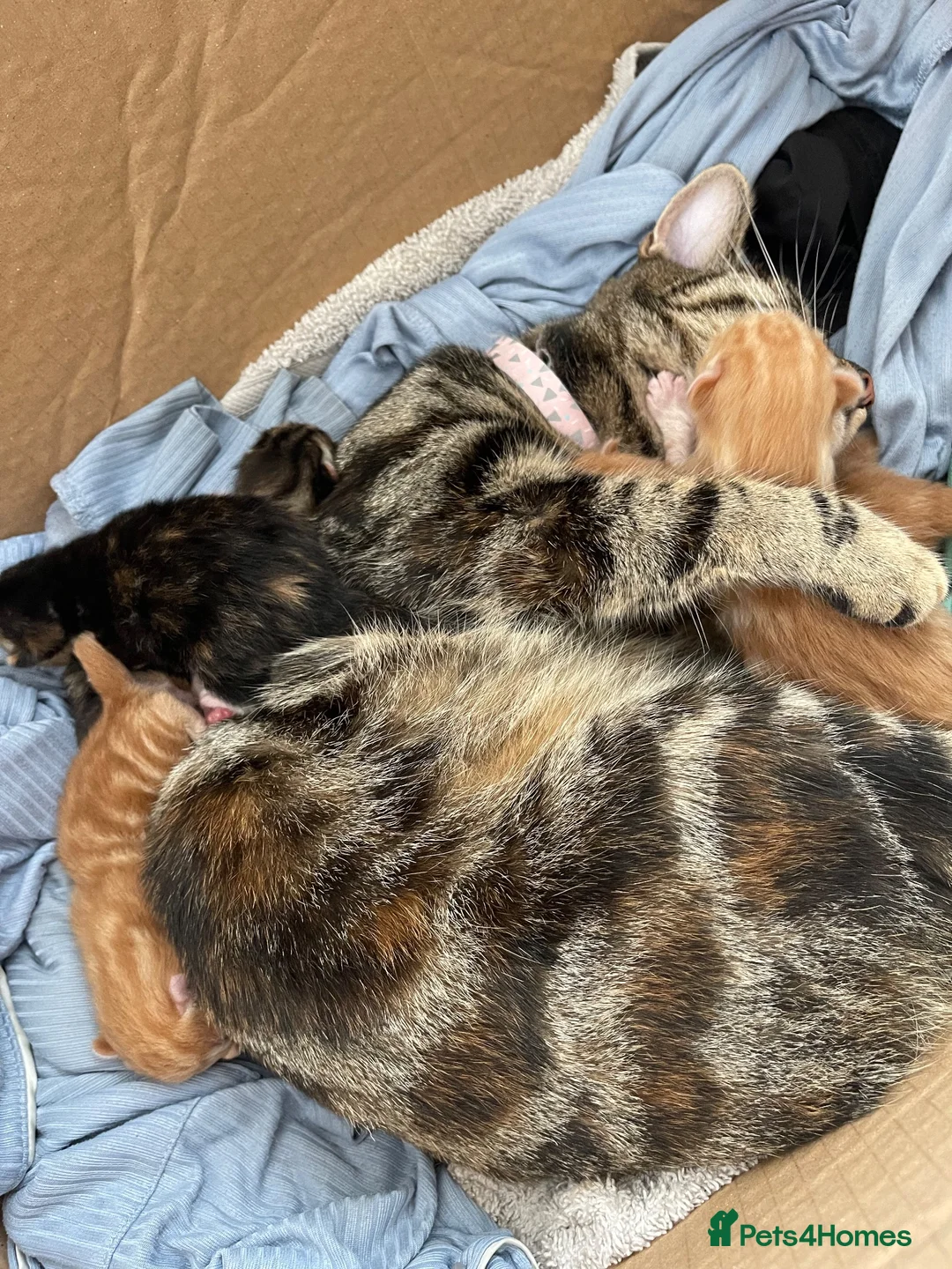 Mixed Breed cats for sale: Tabby cats  in Liverpool - Advert 8