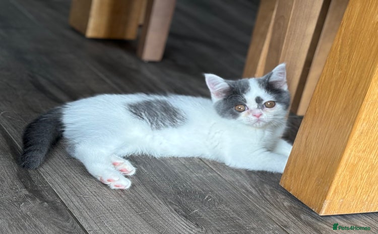 British Shorthair cats in March - Advert 4