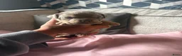 English Bulldog dogs for sale: Old English bulldog  in Portsmouth - Advert 13