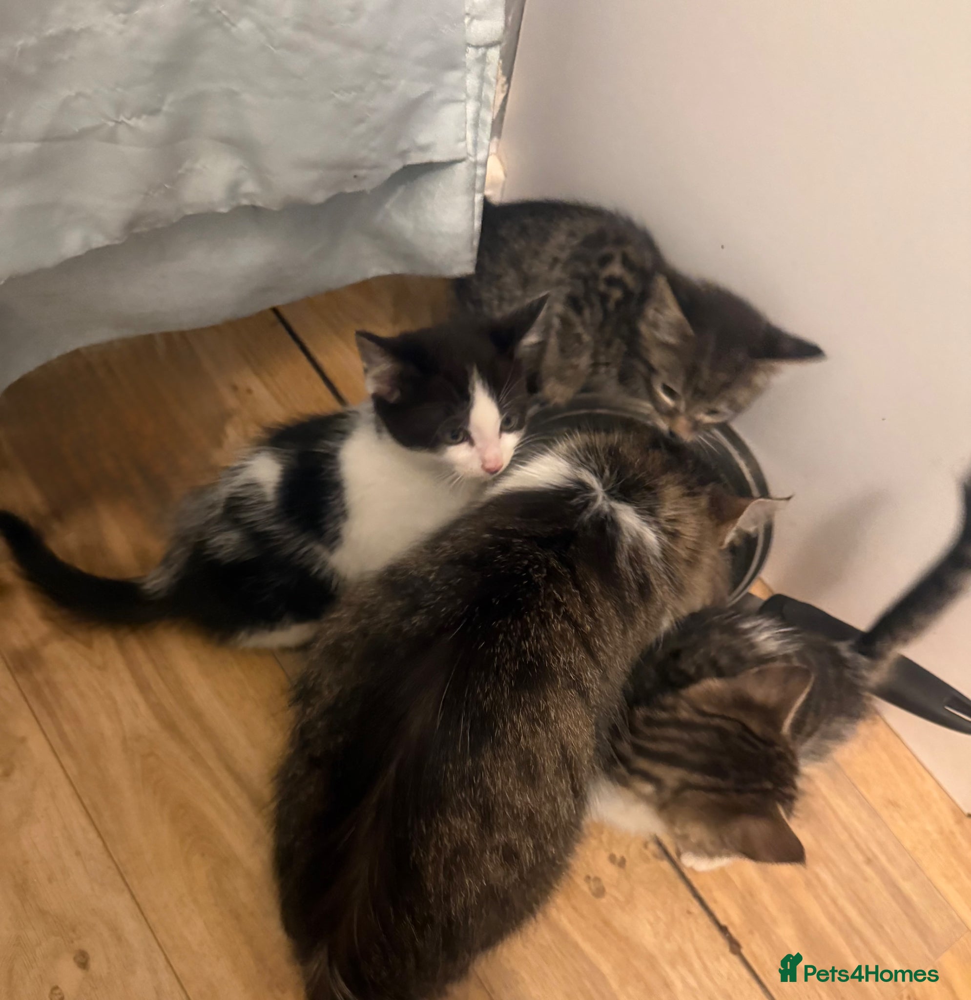 Mixed Breed cats Beautiful Kittens For Sale  - Advert 5