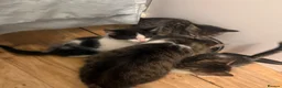 Mixed Breed cats for sale: Beautiful Kittens For Sale  in Blackwood - Advert 1
