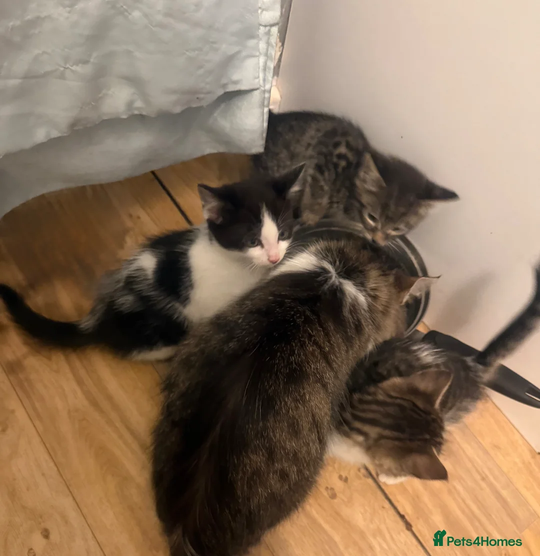 Mixed Breed cats for sale: Beautiful Kittens For Sale  in Blackwood - Advert 1