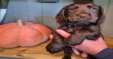 Cocker Spaniel dogs - Advert 1