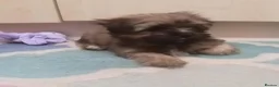 Shih Tzu dogs for sale: Pretty  girl  Shih Tzu in Boston - Advert 4