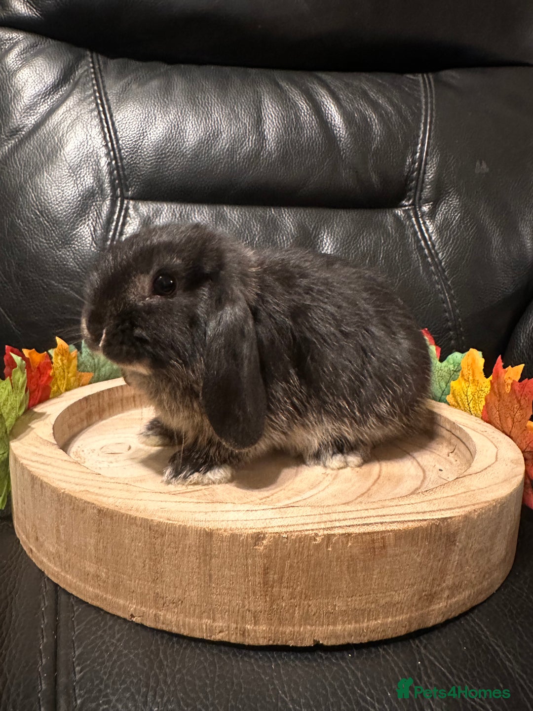 Mini Lop rabbits for sale: Baby mini lops  - Advert 6