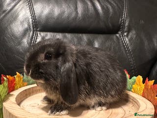 Mini Lop rabbits Baby mini lops - Advert 17