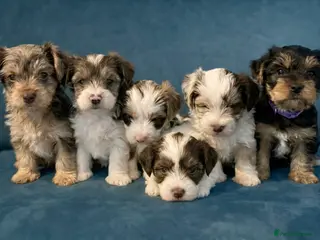 Yorkshire Terrier dogs READY NOW! - MINI YORKSHIRE TERRIERS - Advert 3