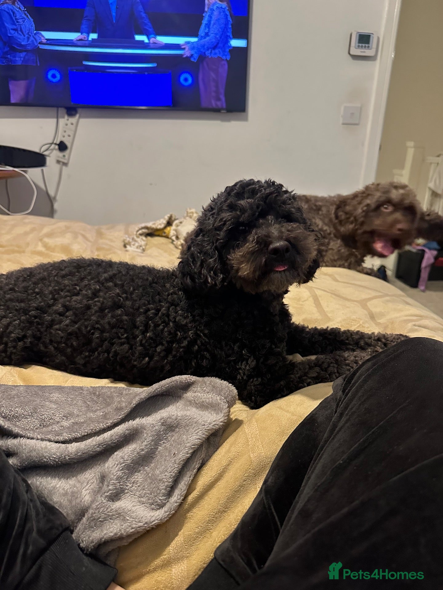 Cockapoo dogs Chocolate female 1 - Advert 2