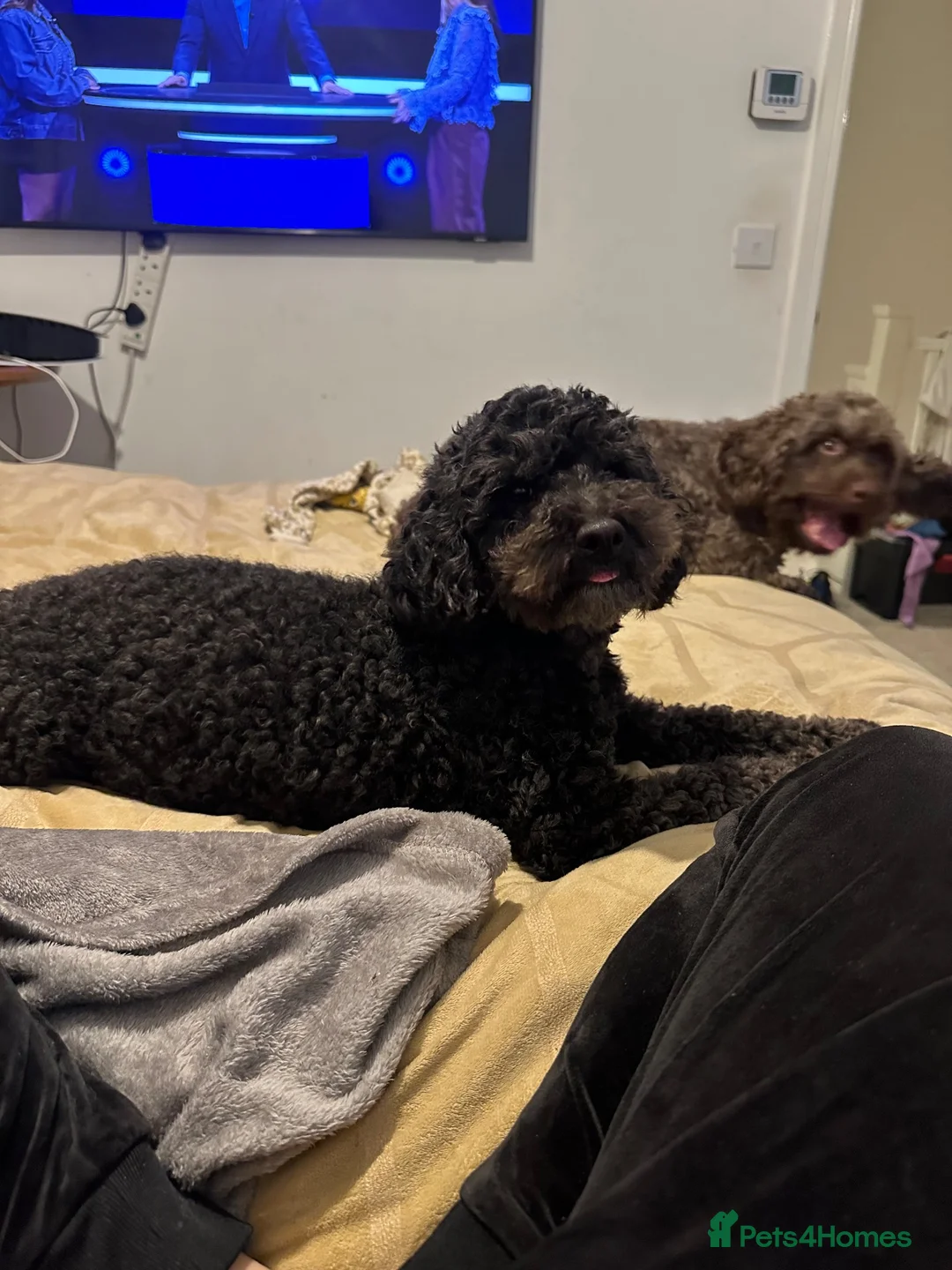 Cockapoo dogs for sale: Chocolate female 1 - Advert 1