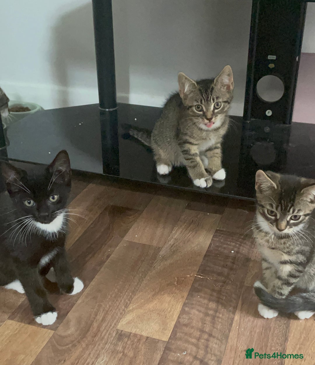 American Shorthair cats for sale: 3 KITTENS FOR SALE! READY TO LEAVE ASAP - Image 3