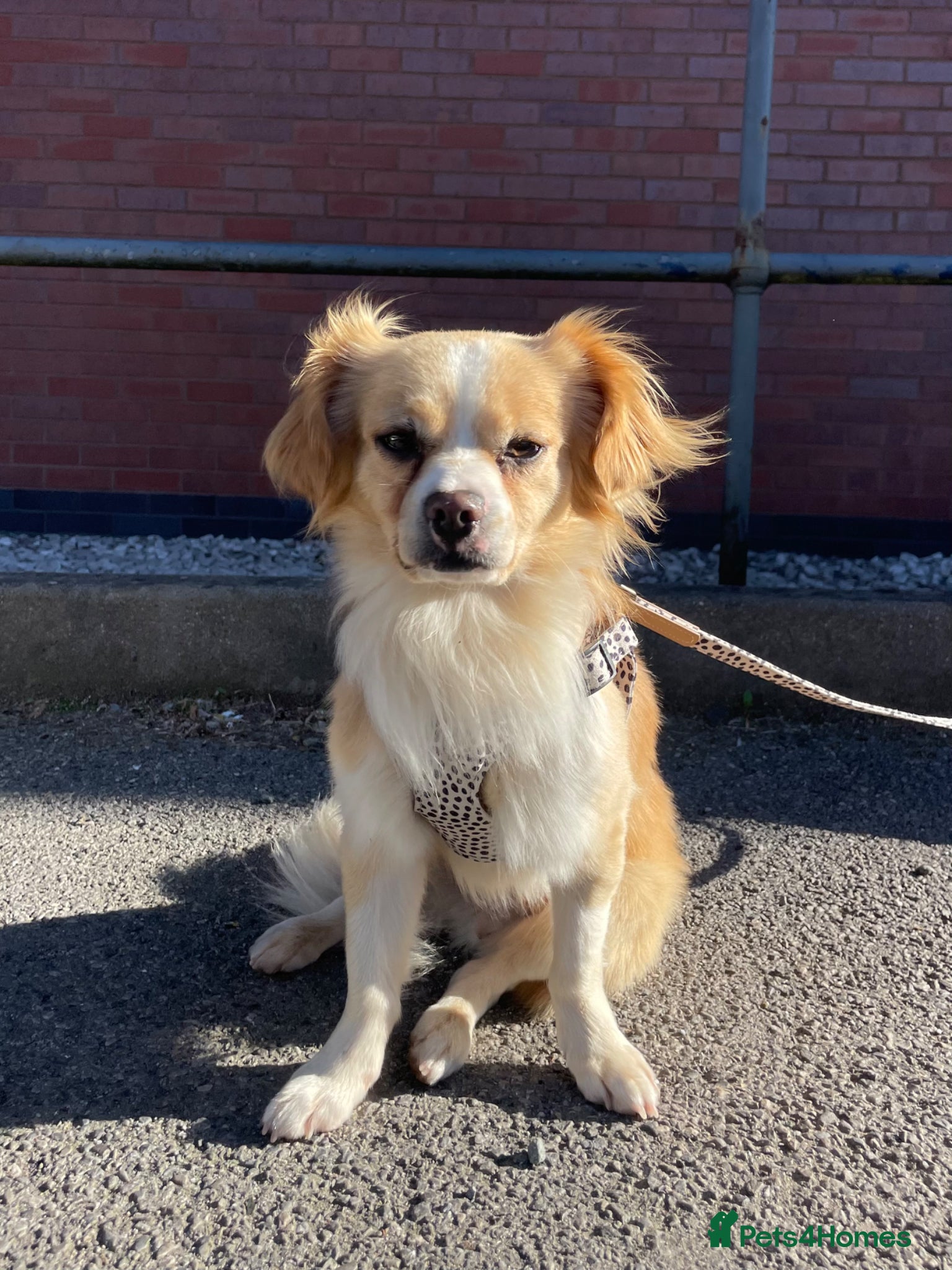 Mixed Breed dogs Cookie 🍪 - Advert 1